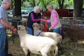 Image of Daylesford Show