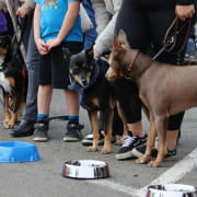 Image of Annual Australian Kelpie Muster 