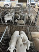 Image of Pittsworth Agricultural Show