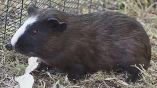 Image of Springsure Show