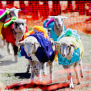 Image of Kempton Festival