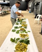 Image of Tanunda Show