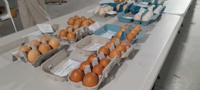 Image of Yarram show