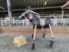 Image of Kulin Bush Races