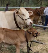 Image of Proston Agricultural Show