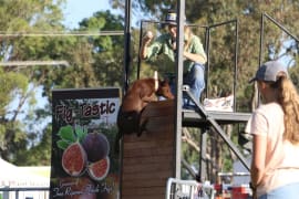 Image of Stanthorpe Agricultural Show