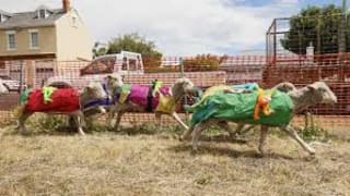 Image of Kempton Festival