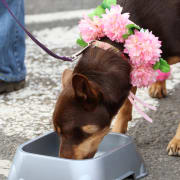 Image of Annual Australian Kelpie Muster 