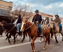 Image of Annual Australian Kelpie Muster 