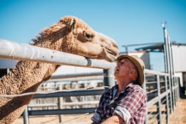 Image of Boulia Camel Races