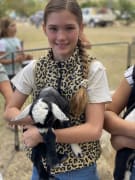 Image of Springsure Show