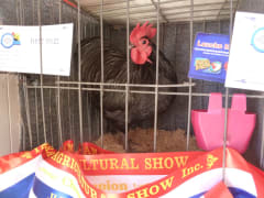 Image of Yarram show