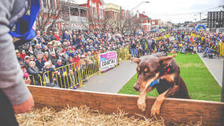 Image of Annual Australian Kelpie Muster 