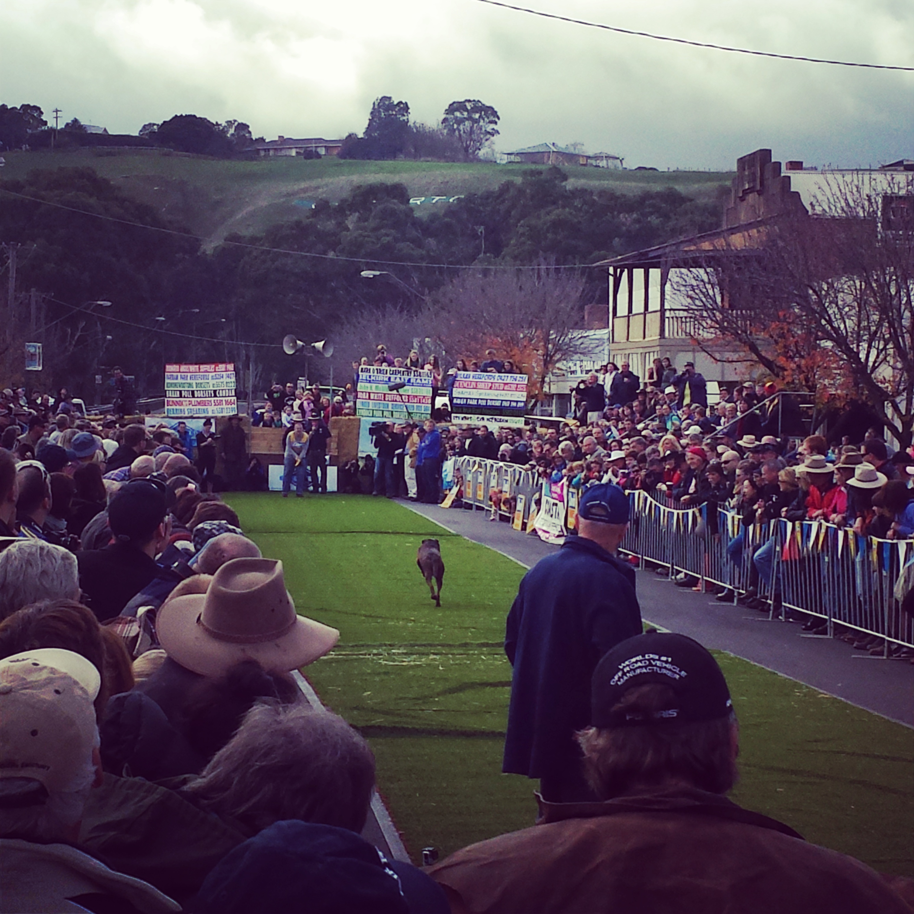 Image of Dog and baby's review of Annual Australian Kelpie Muster 