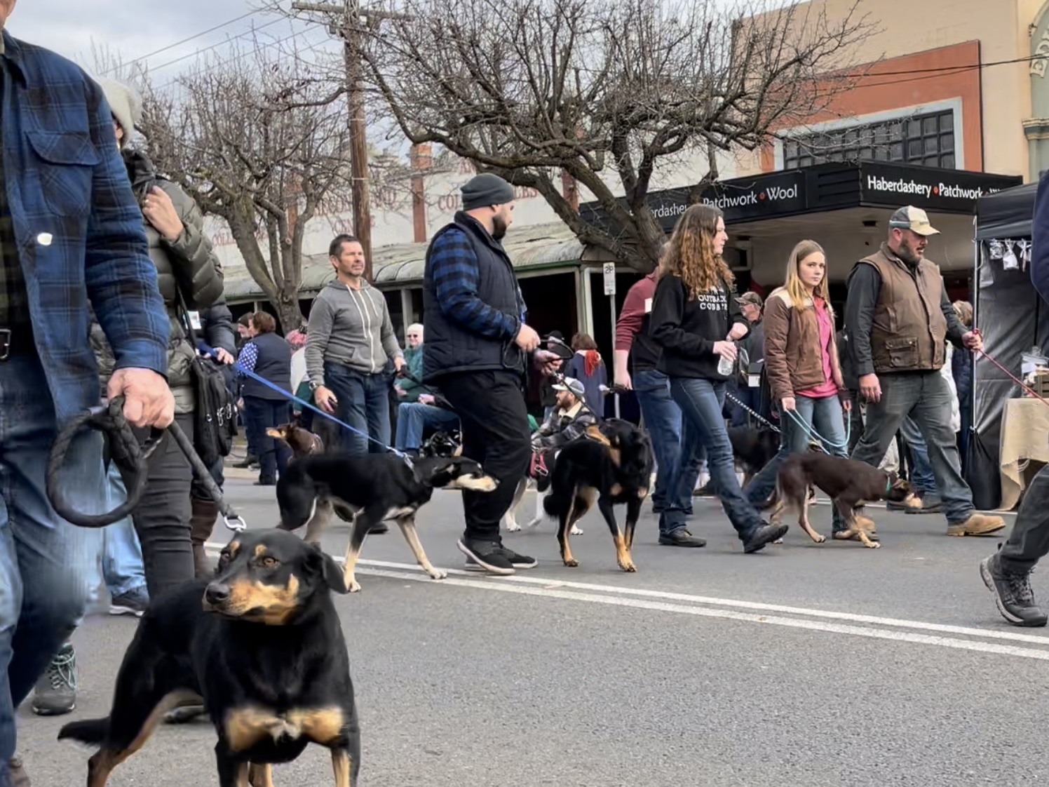 Image of Ace Adventures's review of Annual Australian Kelpie Muster 