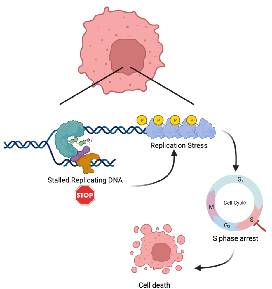 Diagram showing how TLK001 binds to PARP-1: stalled replicating DNA, replication stress, S phase arrest and cell death