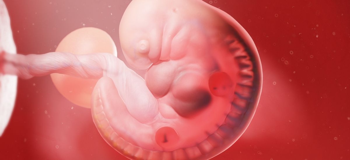 Развитие на плода в гестационна седмица 5