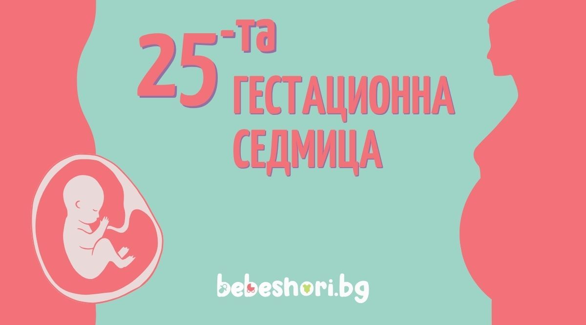 Бременност по гестационни седмици - седмица 25