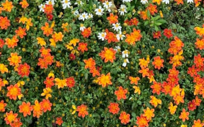 End of the week chill with: GaetDown x Gabb – Orange