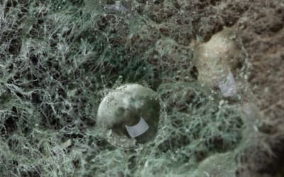 African Paper | Nerve Cell Threads Electronics: Neuer Longplayer von Jarl