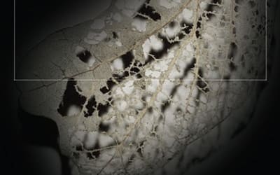 Kris Davis and the Lutoslawski Quartet - The Solastalgia Suite (Pyroclastic)