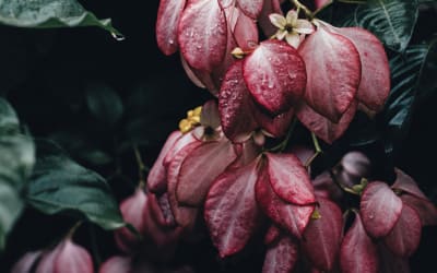 French Dogs dance through the chaos with new release, “Tucker's Having a Baby”