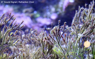 97 Sound Signal - Refraction Choir - Deep aquatic ambient music.