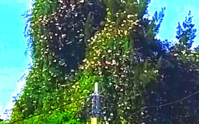 Chowmin - Luciérnagas nacen en las lágrimas del árbol vagabundo - The wind embraces the trees