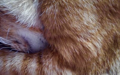 Transient Cat - Longform Ambient for Troubled Times - Transient Cat - Longform Ambient for Troubled Times [Drone/Noise, Tapes limited-to-1-copy]