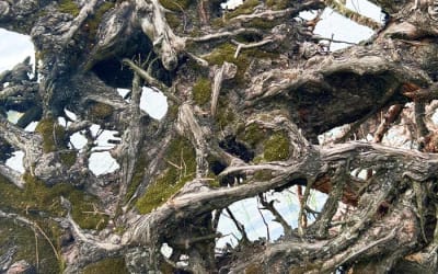 darialism - becoming - Darialism's debut EP ‘becoming’ is a journey inward — a sonic exploration of rediscovery, contradiction, and self-definition via various electronic genres.