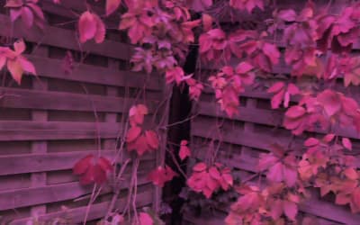 Phew and Danielle de Picciotto Create Shape-Shifting Sound » PopMatters