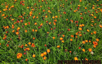 Flowerland Announces the Release of The Pearmain Recordings