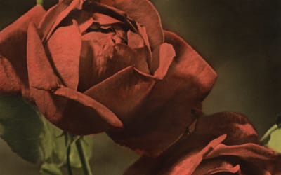 Cindy Announce New Album Another Country: Hear ‘Procession’