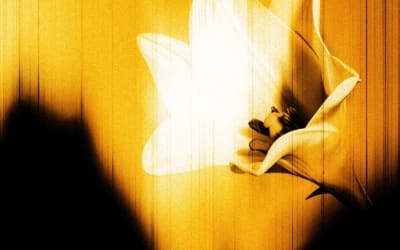 U2 Drops Second Surprise EP ‘Easter Lily’