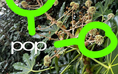 skaiwater: “pop”