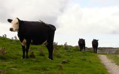 Lyla George is back with a new album and latest single ‘loose ends’.