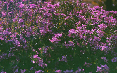 Not For Tears shares new shoegaze-tinged song ‘seventeen’.