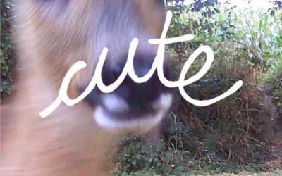 Asara releases new single ‘Cute’.