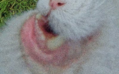 Honey I’m Home are back with latest single ‘Pretty’.