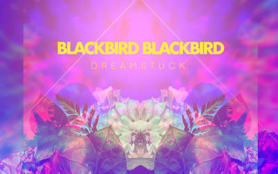 REVIEW: BLACKBIRD BLACKBIRD – D R E A M S T U C K