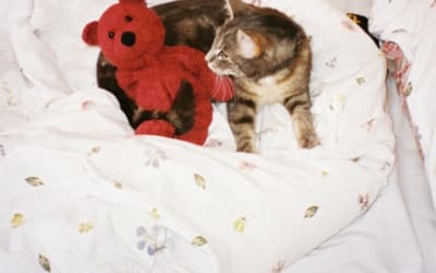 Single: Dayydream – Proximity