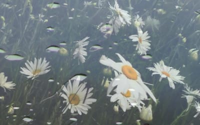 Single: Blush. – Seasons