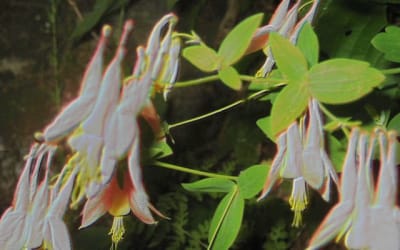 Single: Lana Leone – Isabell