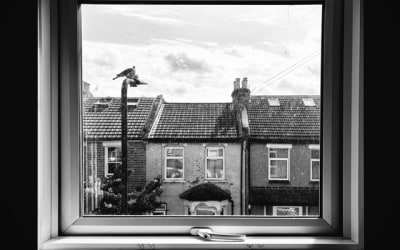 Single: Wildernesses – English Darkness