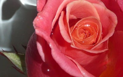 Ms Ray – Miss You (feat. Nourished By Time)