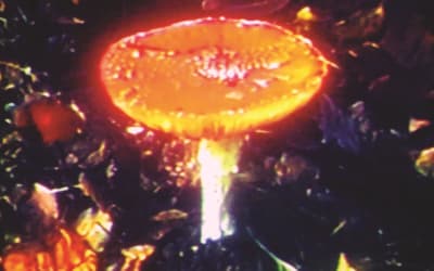 Exclusive Premiere: dave de rose & dan nicholls “willow”