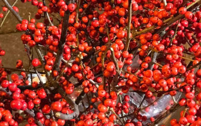 Listen: The Birthday Letters - “My Dream Novel (Magical Realism)”