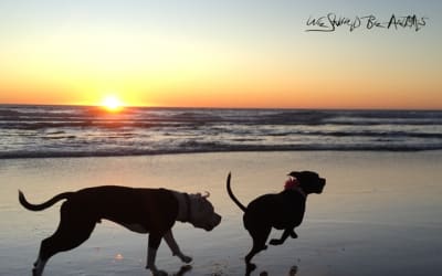 New Album: James Beastly - ‘We Should Be Animals’