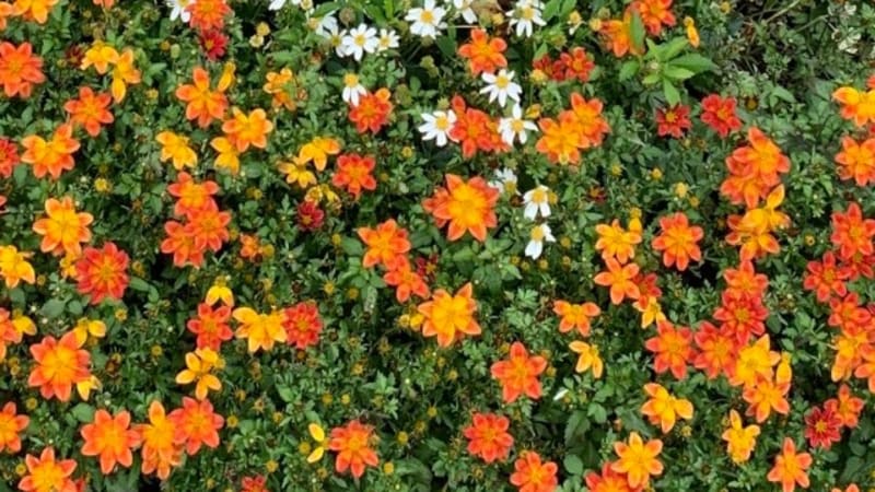 End of the week chill with: GaetDown x Gabb – Orange