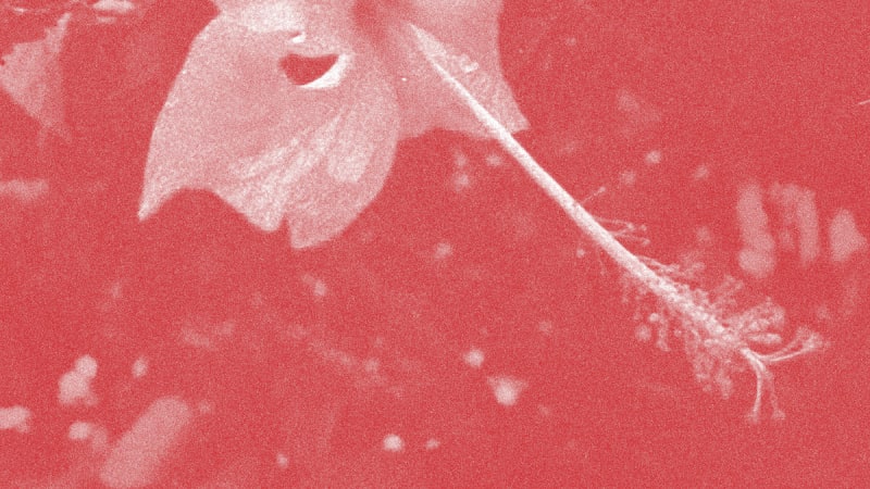 African Paper | Poulaine: Wiederveröffentlichung des Albums von Celer